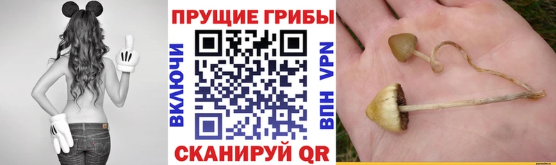 Галлюциногенные грибы мицелий  Данков 